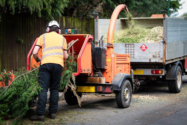 Best Tree Maintenance Programs  in Lawton, IA