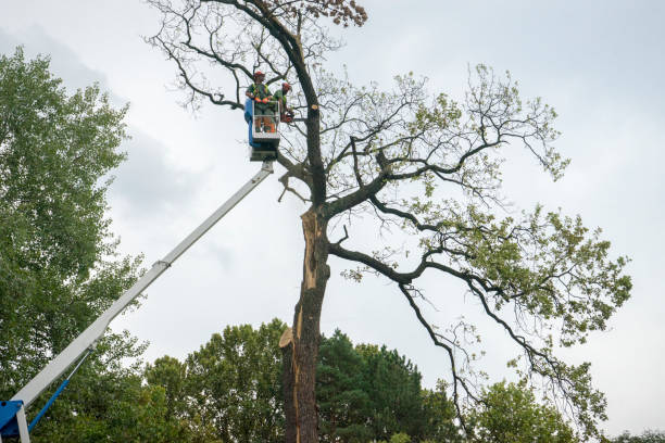 Lawton, IA Tree Services Company